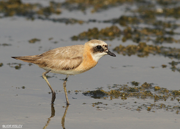   Lesser Sand Plover Charadrius mongolus   01-08-13  